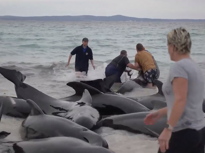 Retter versuchen, den gestrandeten Walen am Cheynes Beach östlich von Albany zu helfen. Doch die Mühe war letztlich vergeblich. - Foto: Uncredited/Australian Broadcasting Corp./AP/dpa