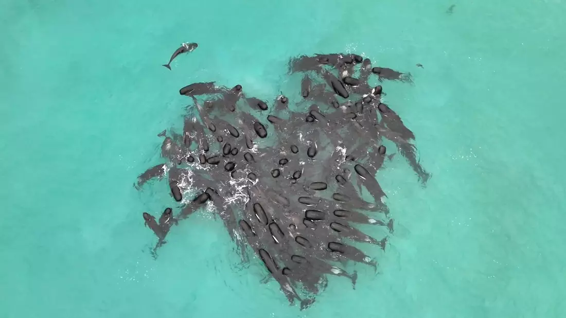 Eine Gruppe von Grindwalen versammelt sich in der Nähe des Cheynes Beach östlich von Albany. - Bild: Supplied/Department of Biodiversity, Conservation and Attractions/AAP/dpa