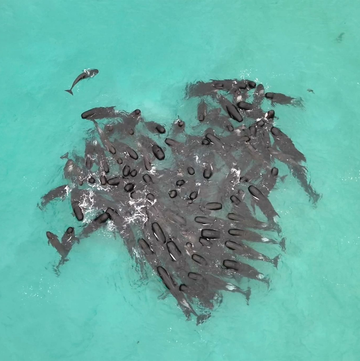 Eine Gruppe von Grindwalen versammelt sich in der Nähe des Cheynes Beach östlich von Albany. - Foto: Supplied/Department of Biodiversity, Conservation and Attractions/AAP/dpa
