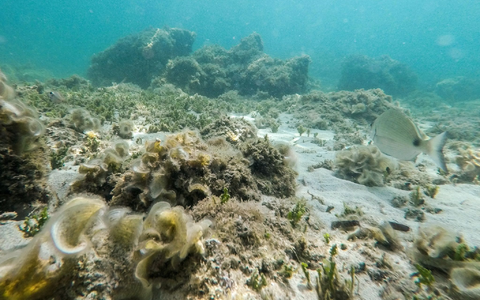 Übertroffen: Der bisherige Höchstwert der an der Oberfläche des Mittelmeers gemessenen Temperatur stammte aus dem Jahr 2003. - Foto: Clara Margais/dpa