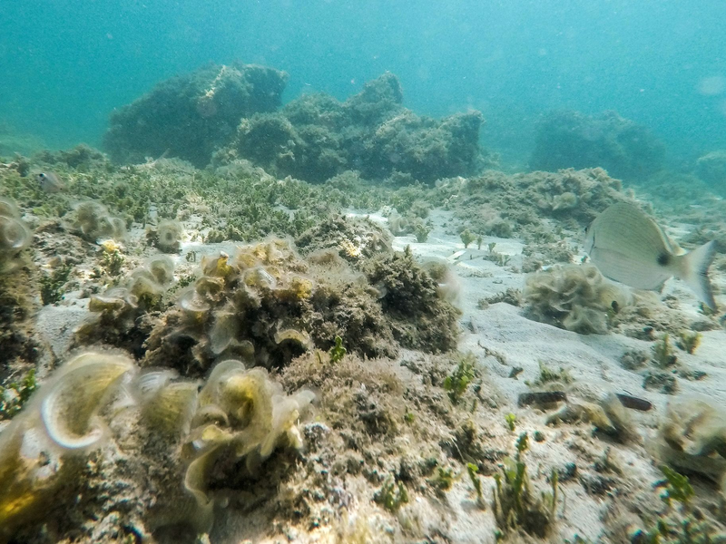 Übertroffen: Der bisherige Höchstwert der an der Oberfläche des Mittelmeers gemessenen Temperatur stammte aus dem Jahr 2003. - Foto: Clara Margais/dpa