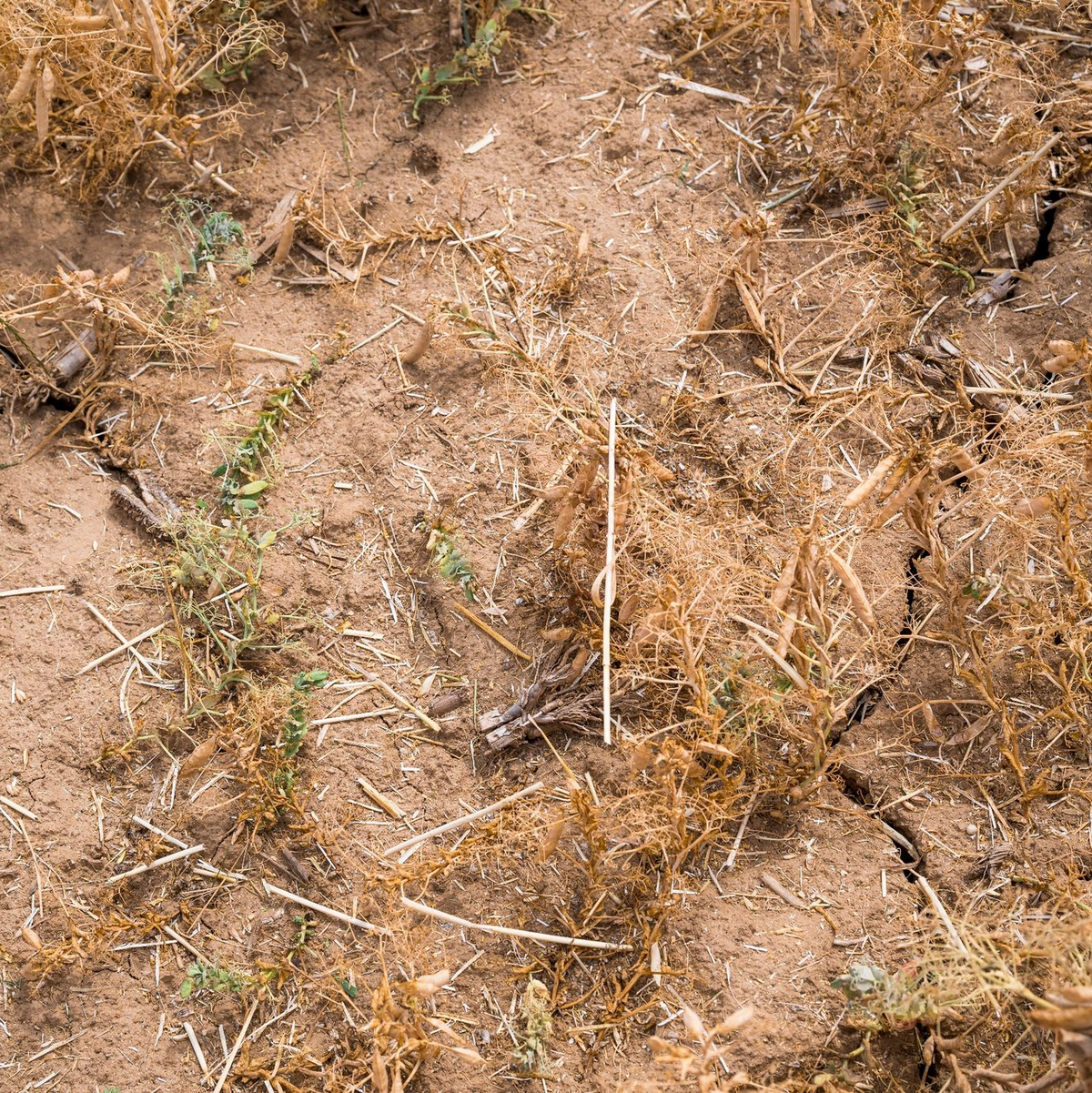 Der Boden in einem Feld in Riedbach in Bayern ist durch Hitze und Wassermangel trocken und rissig geworden. - Foto: Daniel Vogl/dpa