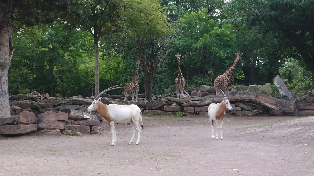 Der Magdeburger Zoo ist um eine Attraktion reicher. Zwei Säbelantilopen sind neu im Tierbestand. - Bild: -/Zoo Magdeburg/dpa