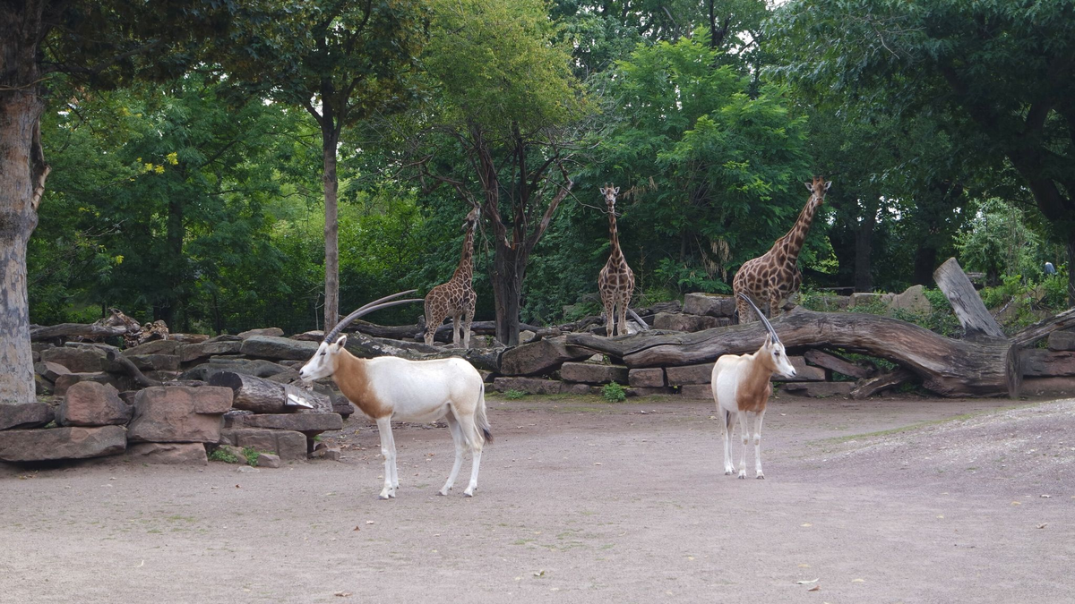 Der Magdeburger Zoo ist um eine Attraktion reicher. Zwei Säbelantilopen sind neu im Tierbestand. - Foto: -/Zoo Magdeburg/dpa