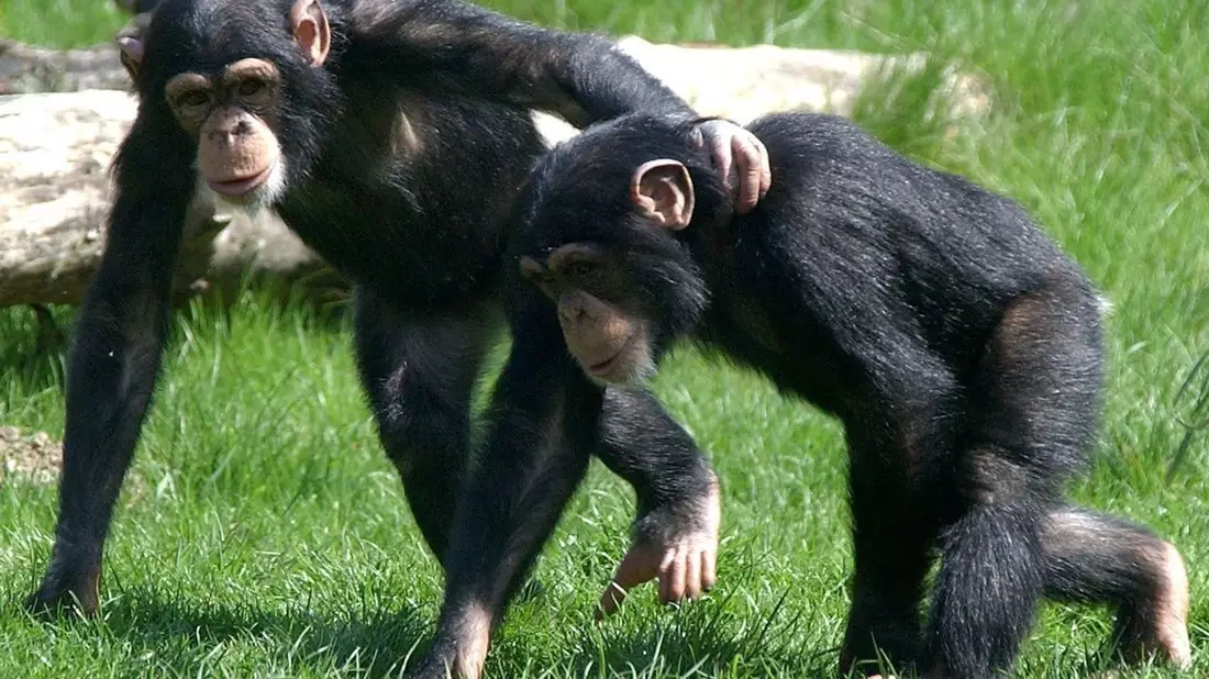 Auch Tiere können untereinander Freundschaften schließen. Dabei spielt - ähnlich wie bei Menschen-Freundschaften - der Charakter eine Rolle. - Bild: Peter Endig/dpa-Zentralbild/dpa