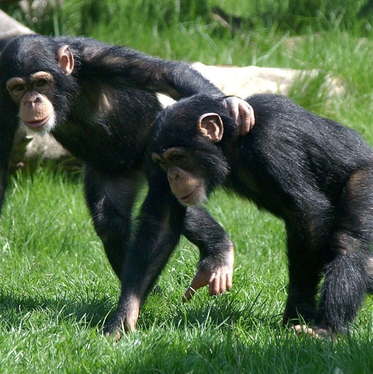 Auch Tiere können untereinander Freundschaften schließen. Dabei spielt - ähnlich wie bei Menschen-Freundschaften - der Charakter eine Rolle. - Foto: Peter Endig/dpa-Zentralbild/dpa