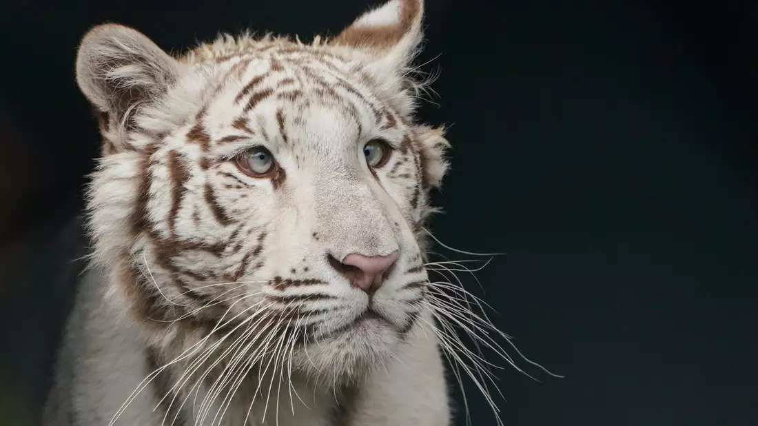 Das weiße Tigerjunge Charlota erkundet in der Auffangstation Tierart in Maßweiler sein neues Gehege. - Bild: Uwe Anspach/dpa