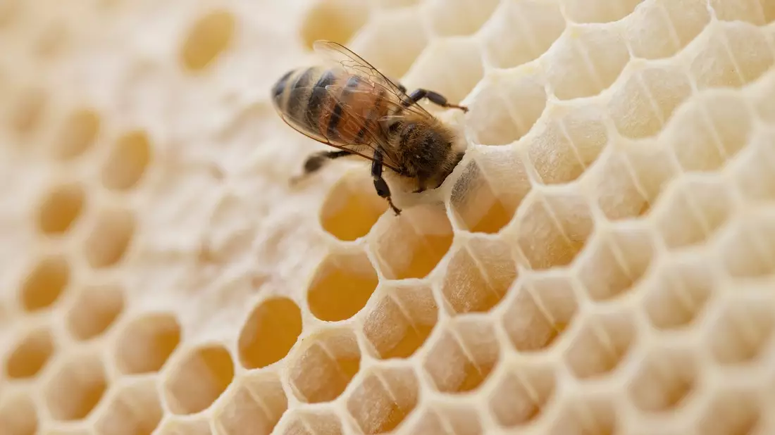 Eine Biene steckt ihren Kopf in den Hohlraum einer Bienenwabe. - Bild: Friso Gentsch/dpa