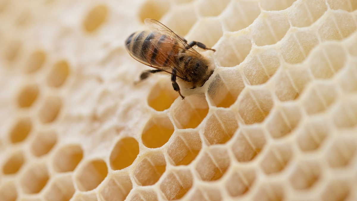Eine Biene steckt ihren Kopf in den Hohlraum einer Bienenwabe. - Foto: Friso Gentsch/dpa
