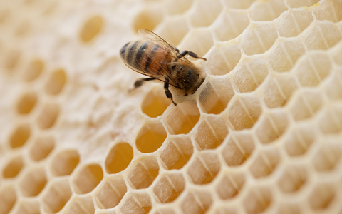 Eine Biene steckt ihren Kopf in den Hohlraum einer Bienenwabe. - Foto: Friso Gentsch/dpa