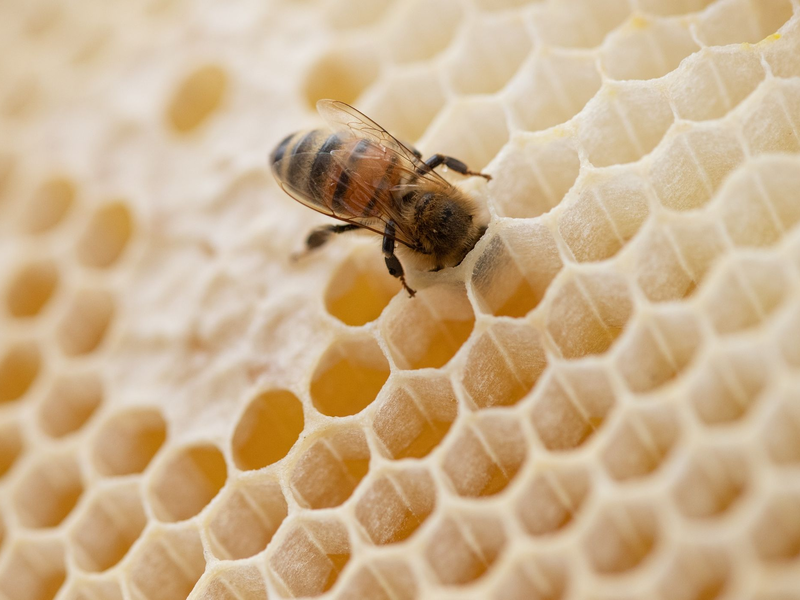 Eine Biene steckt ihren Kopf in den Hohlraum einer Bienenwabe. - Foto: Friso Gentsch/dpa