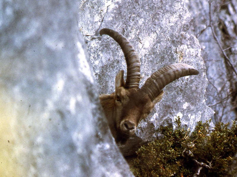Ausgestorben: Der Pyrenäensteinbock konnte mithilfe von Gentechnik kurzzeitig wiederauferstehen. - Foto: B. Clos/Parc national des Pyrénées/dpa