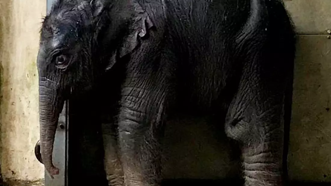 Das neu geborene Elefantenbaby im Zoo Leipzig. - Bild: --/Zoo Leipzig/dpa