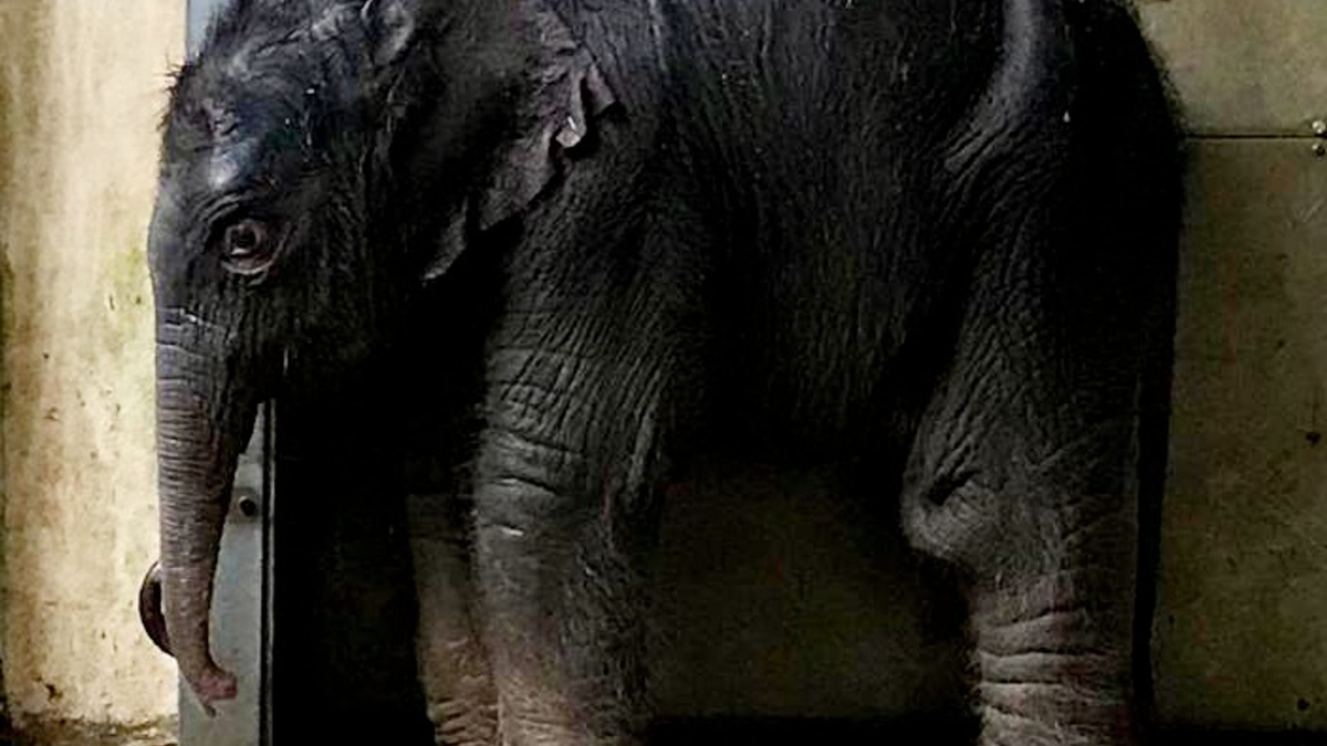 Das neu geborene Elefantenbaby im Zoo Leipzig. - Foto: --/Zoo Leipzig/dpa