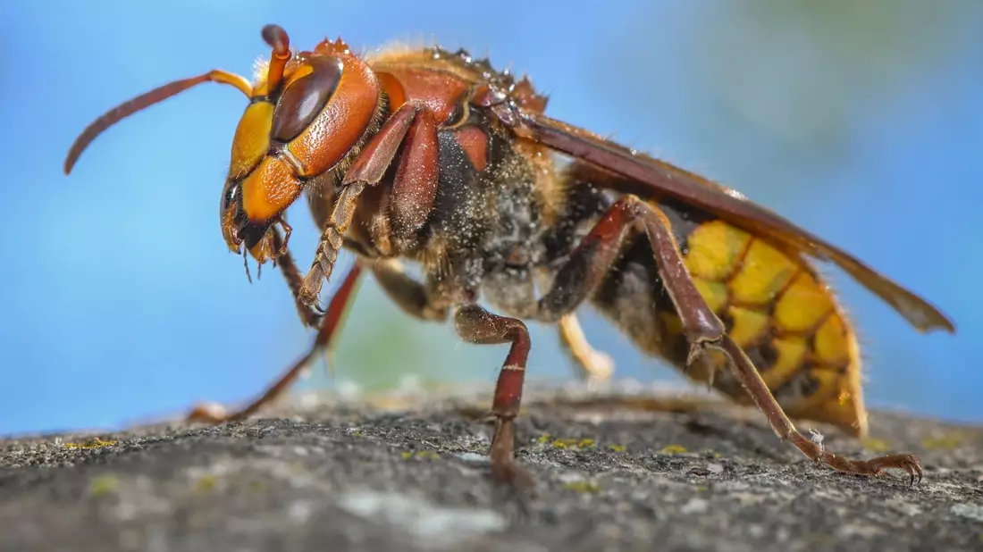 «Die ausgewachsenen Hornissen sind Vegetarier. Sie ernähren sich von Nektar und Pflanzensäften»: Eine Hornisse (Vespa crabro). - Bild: Patrick Pleul/dpa