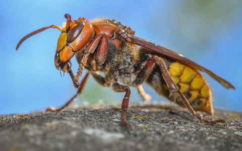 «Die ausgewachsenen Hornissen sind Vegetarier. Sie ernähren sich von Nektar und Pflanzensäften»: Eine Hornisse (Vespa crabro). - Foto: Patrick Pleul/dpa
