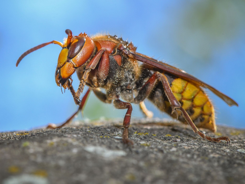 «Die ausgewachsenen Hornissen sind Vegetarier. Sie ernähren sich von Nektar und Pflanzensäften»: Eine Hornisse (Vespa crabro). - Foto: Patrick Pleul/dpa