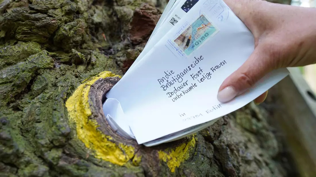 Seit rund 100 Jahren dient ein Astloch im hohlen Stamm der «Bräutigamseiche» als Kontaktbörse für einsame Herzen aus aller Welt. Der Baum hat sogar eine eigene Postleitzahl. - Bild: Marcus Brandt/dpa
