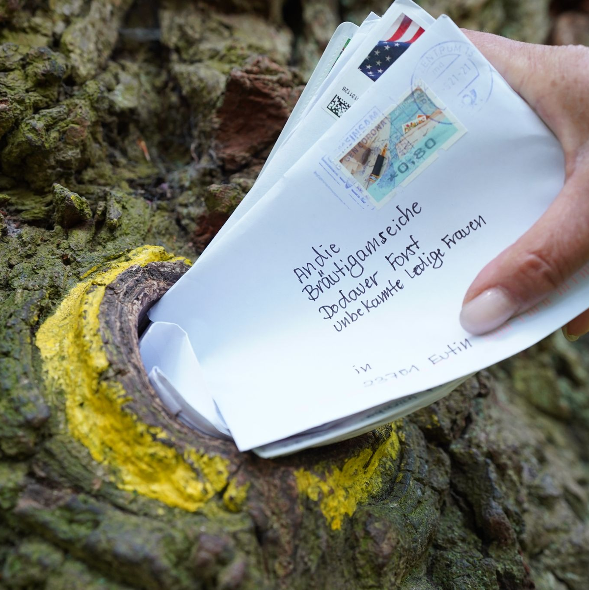 Seit rund 100 Jahren dient ein Astloch im hohlen Stamm der «Bräutigamseiche» als Kontaktbörse für einsame Herzen aus aller Welt. Der Baum hat sogar eine eigene Postleitzahl. - Foto: Marcus Brandt/dpa