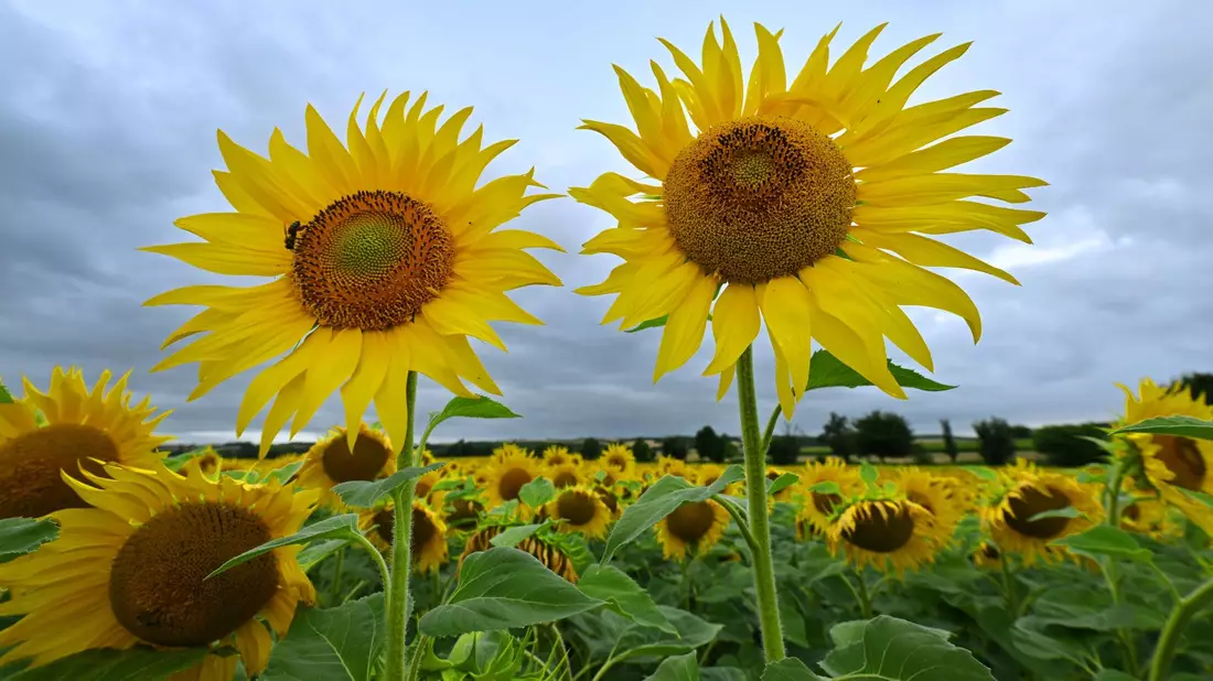 Sonnenblumen leuchten in Gelb vor dem regengrauen Himmel am Erfurter Stadtrand. - Bild: Martin Schutt/dpa
