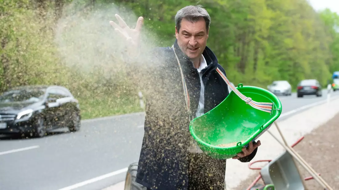 Bayerns Ministerpräsident Markus Söder (CSU) bringt Saatgut für einen «Bienen-Highway» in Schwaig Bei Nürnberg aus. - Bild: Timm Schamberger/dpa