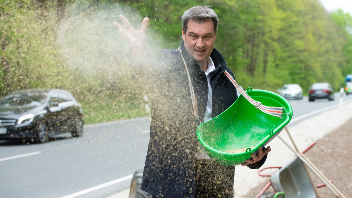 Bayerns Ministerpräsident Markus Söder bringt Saatgut für einen «Bienen-Highway» in Schwaig bei Nürnberg aus. - Foto: Timm Schamberger/dpa