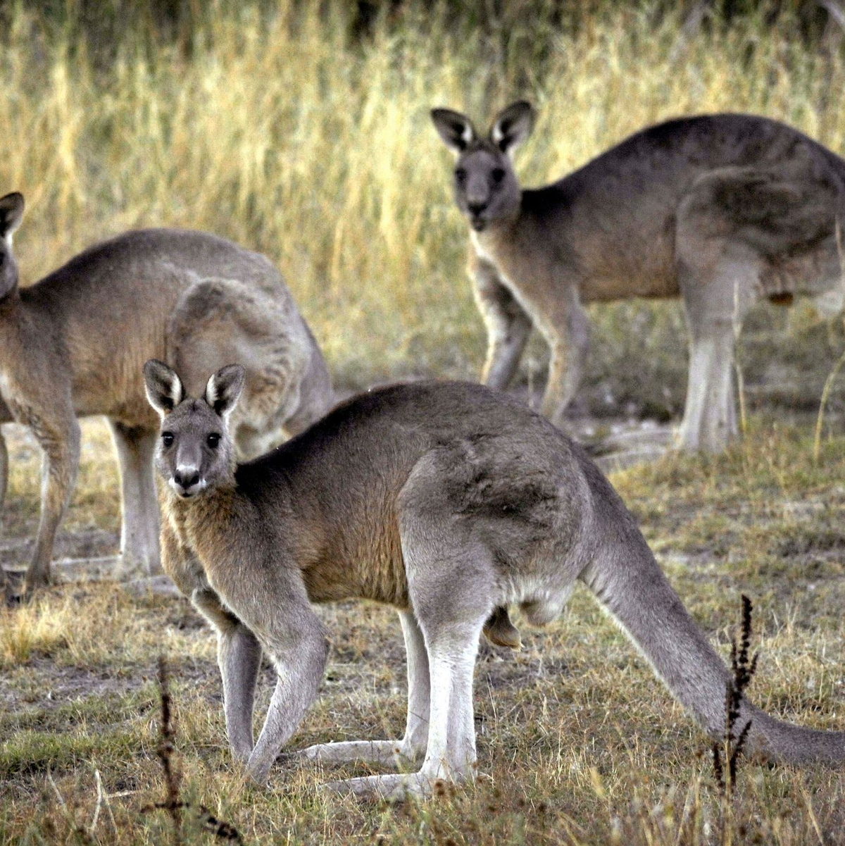 Das Känguru ist das ikonische Nationaltier Australiens und wird dennoch grausam gejagt. - Foto: Mark Graham/AP/dpa