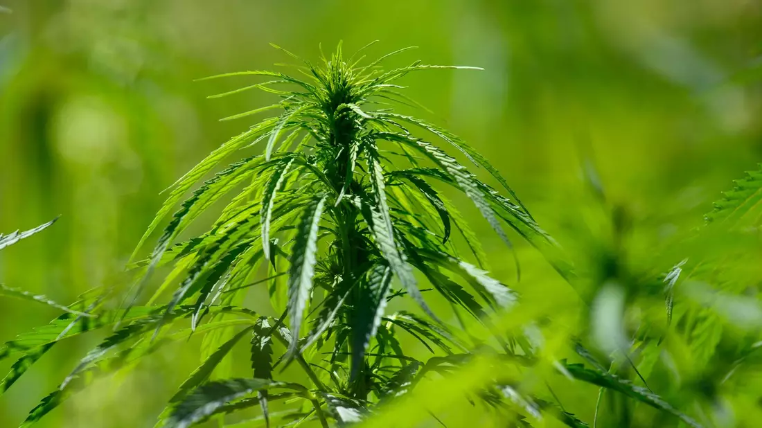 Fehlt es dem Cannabis-Gesetzesentwurf der Bundesregierung an Präzision und Weitsicht? Das findet jedenfalls die Gewerkschaft der Polizei. - Bild: Klaus-Dietmar Gabbert/dpa