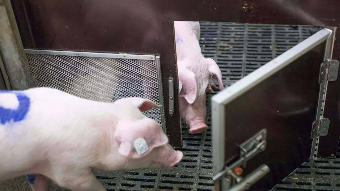 Bei einem Experiment des Forschungsinstituts für Nutztierbiologie (FBN) befreien Schweine ihre Artgenossen durch das Öffnen von Türen aus Boxen. - Bild: Frank Hormann/FBN/dpa