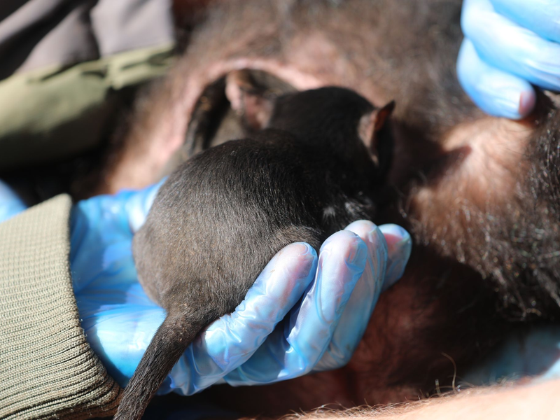 Der kleine Milo wird sein ganzes Leben in Freiheit verbringen. - Foto: -/Aussie Ark/dpa
