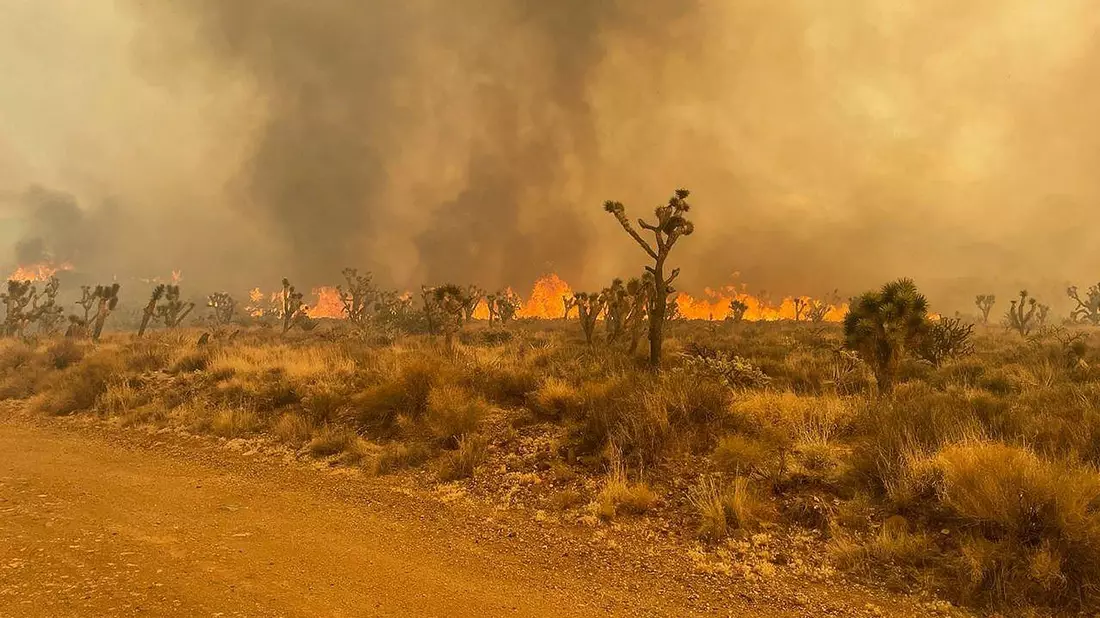 Umweltschützer und Behörden befürchten schwere Schäden für die Vegetation im Südosten Kaliforniens. - Bild: R. Almendinger/National Park Service Mojave National Preserve/ZUMA Press Wire/dpa