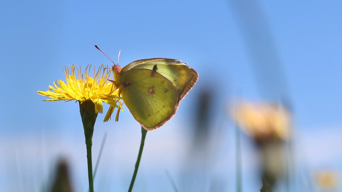 Ein Weißklee-Gelbling sitzt auf einer Blume. - Foto: Karl-Josef Hildenbrand/dpa
