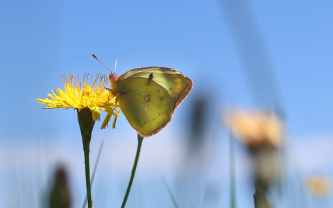 Ein Weißklee-Gelbling sitzt auf einer Blume. - Foto: Karl-Josef Hildenbrand/dpa
