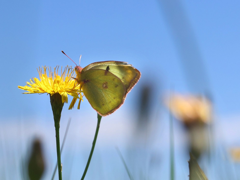 Ein Weißklee-Gelbling sitzt auf einer Blume. - Foto: Karl-Josef Hildenbrand/dpa