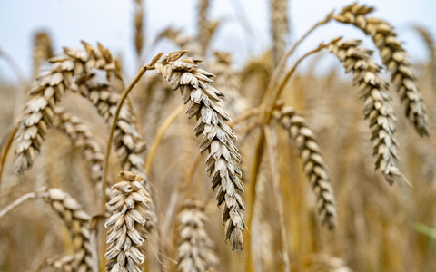 Das feuchte Wetter hat Folgen für die Getreideernte. - Foto: Stefan Sauer/dpa