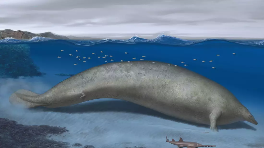 Die Rekonstruktion von «Perucetus colossus», mit einer geschätzen Körperlänge von circa 20 Metern. - Bild: Alberto Gennari/Springer Nature/dpa