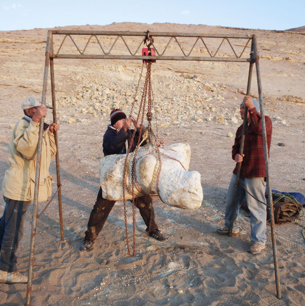 Wale haben sich nach neuen Erkenntnissen von Forschern bereits deutlich früher zu gigantischen Tieren entwickelt als dies bislang angenommen worden ist. - Foto: Giovanni Bianucci/Springer Nature/dpa
