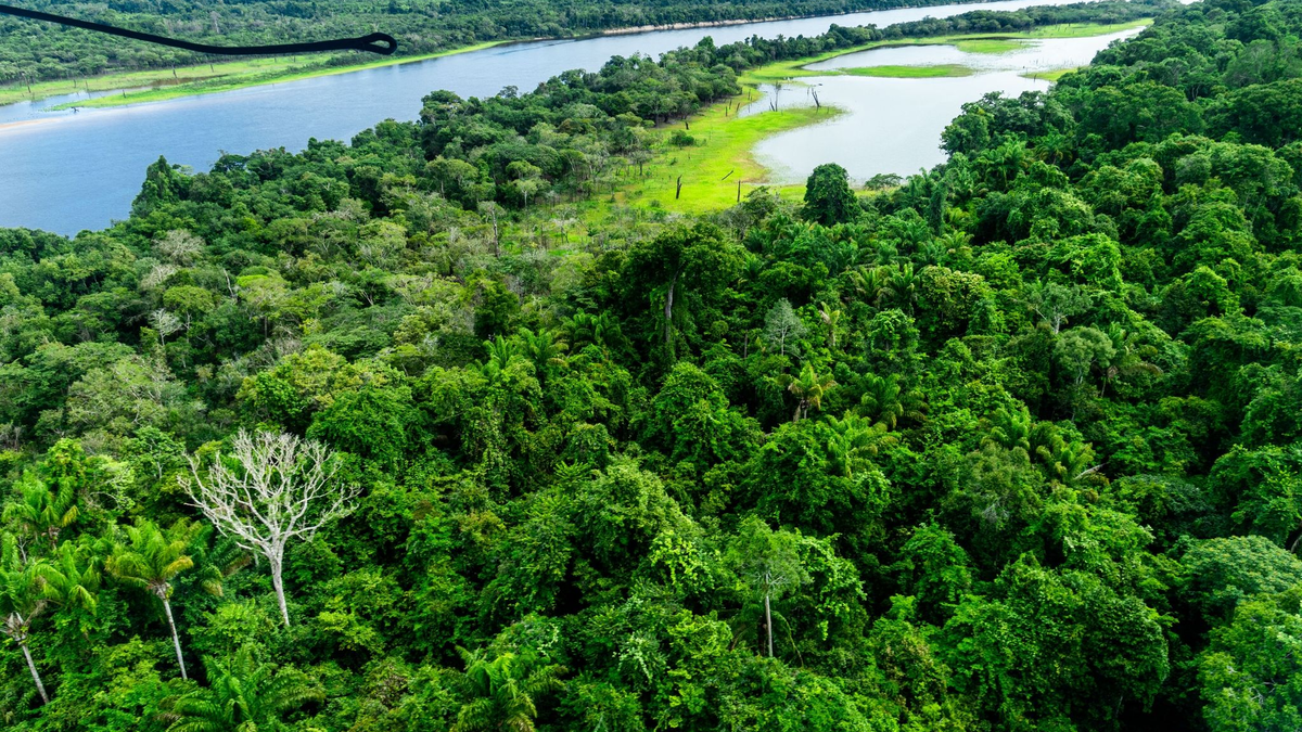 Der Amazonas-Regenwald gilt als CO2-Speicher und hat eine wichtige Funktion im internationalen Kampf gegen den Klimawandel. - Foto: Jens Büttner/dpa