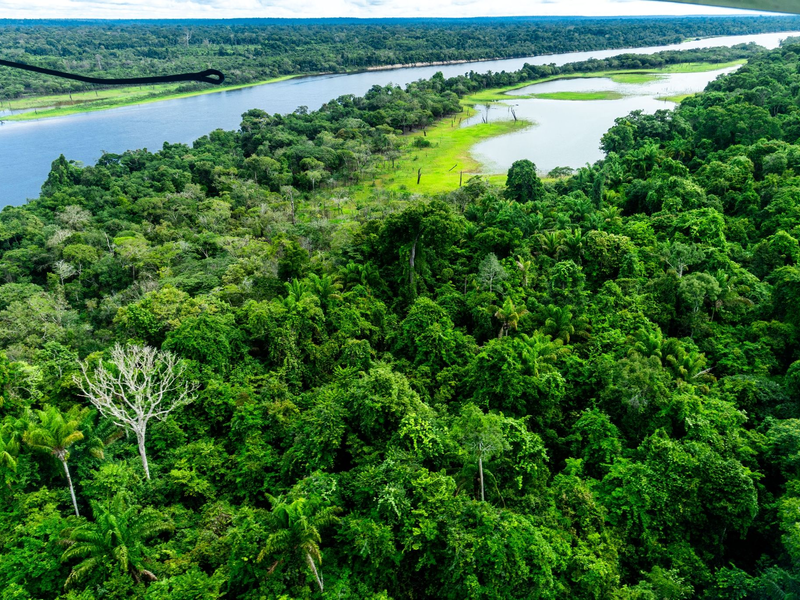 Der Amazonas-Regenwald gilt als CO2-Speicher und hat eine wichtige Funktion im internationalen Kampf gegen den Klimawandel. - Foto: Jens Büttner/dpa