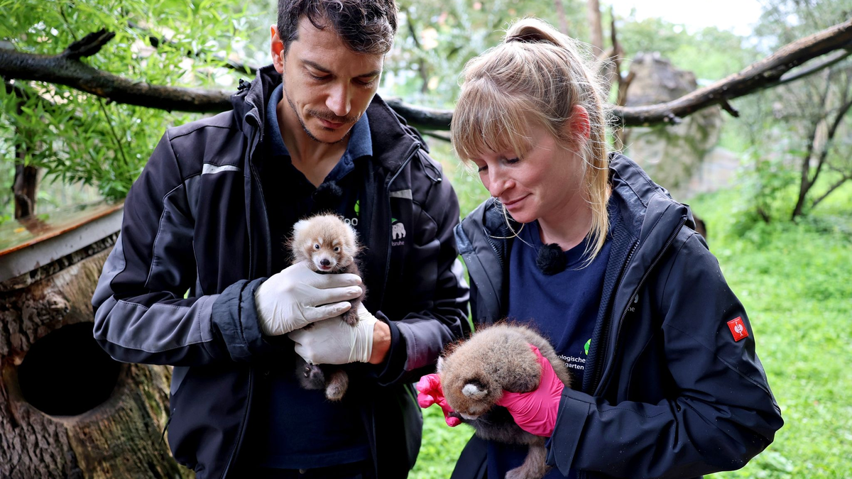 Der Karlsruher Zootierarzt Dr. Lukas Reese und die Biologin Sandra Dollhäupl begutachten die jungen Pandas. - Foto: Timo Deible/Zoo Karlsruhe/dpa
