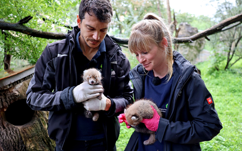 Der Karlsruher Zootierarzt Dr. Lukas Reese und die Biologin Sandra Dollhäupl begutachten die jungen Pandas. - Foto: Timo Deible/Zoo Karlsruhe/dpa