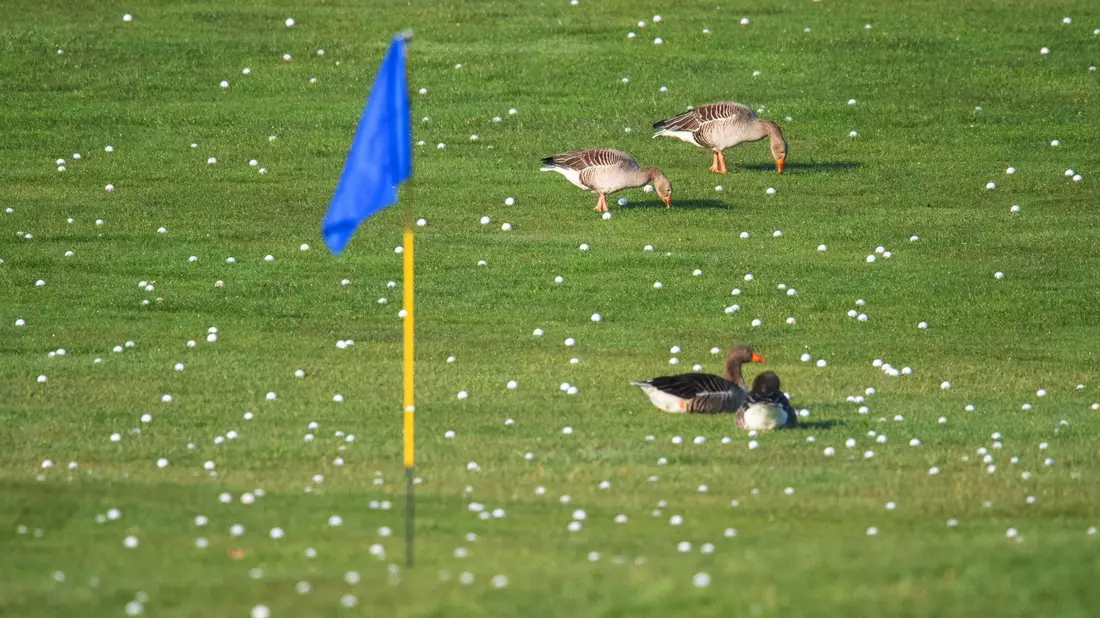 Die Graugänse fühlen sich schon mal wohl - bald sollen sich mehr Vögel und Insekten auf Golfplätzen tummeln. - Bild: Julian Stratenschulte/dpa