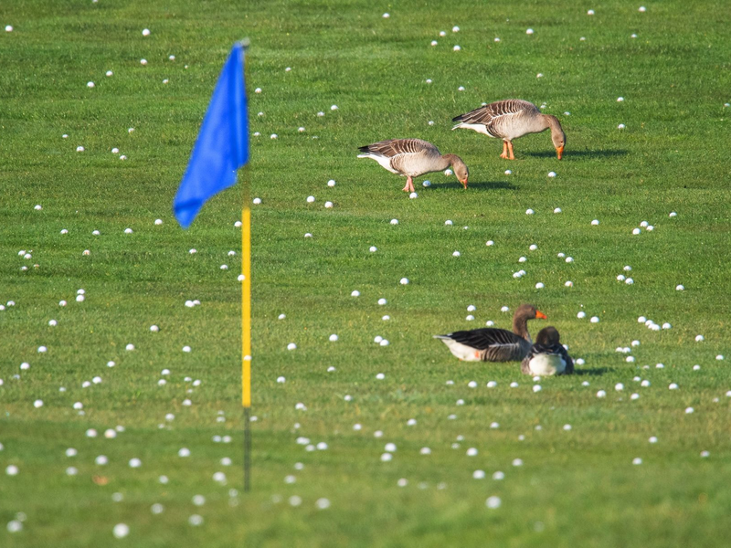 Die Graugänse fühlen sich schon mal wohl - bald sollen sich mehr Vögel und Insekten auf Golfplätzen tummeln. - Foto: Julian Stratenschulte/dpa