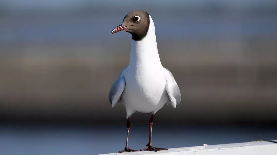 Vermutlich ist die Lachmöwe Überträgerin der Vogelgrippe in Finnland. - Bild: Carsten Rehder/dpa