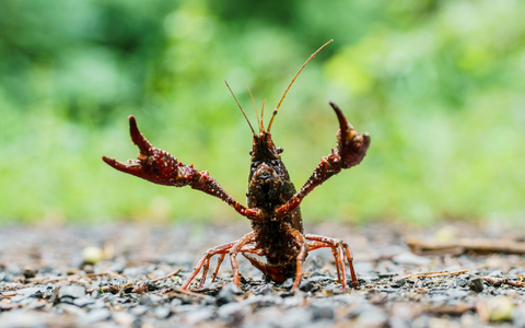 Ein Sumpfkrebs stellt sich einem Angreifer entgegen. Der amerikanische Sumpfkrebs ist ein Allesfresser und trägt zudem die Krebspest in sich. - Foto: Andreas Arnold/dpa