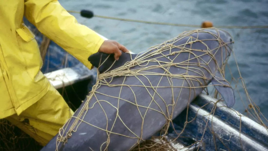 Ein Vaquita, ein Kalifornischer Schweinswal, im Netz eines Fischers vor der Küste von Mexiko. Der Meeressäuger ist vom Aussterben beedroht. - Bild: Cristian Faesi/WWF/dpa