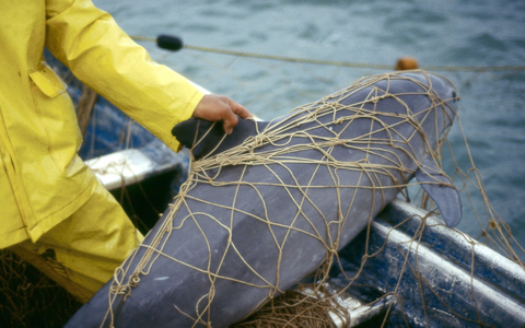 Ein Vaquita, ein Kalifornischer Schweinswal, im Netz eines Fischers vor der Küste von Mexiko. Der Meeressäuger ist vom Aussterben beedroht. - Foto: Cristian Faesi/WWF/dpa