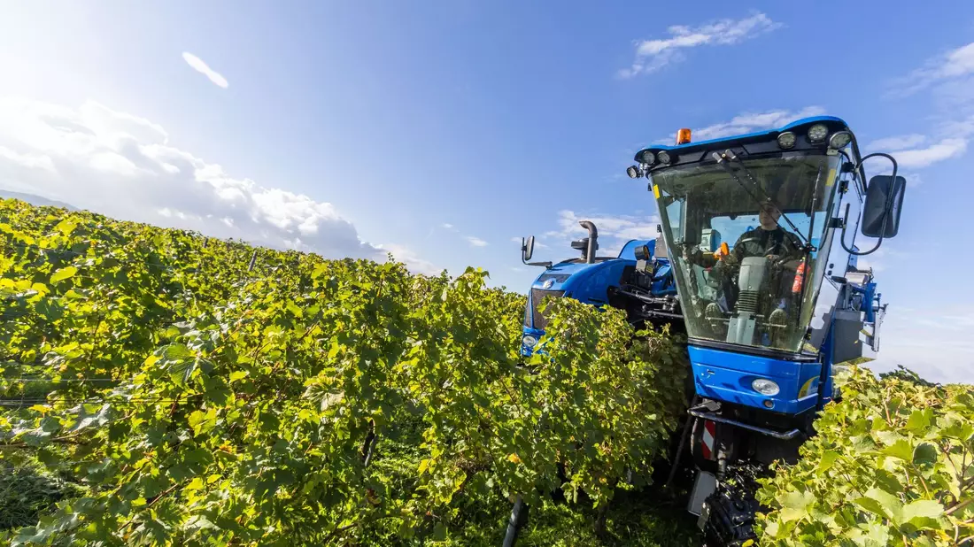 Der Fahrer eines Trauben-Vollernters manövriert seine Maschine durch die Weinreben und erntet dabei Trauben der Sorte Gutedel. - Bild: Philipp von Ditfurth/dpa