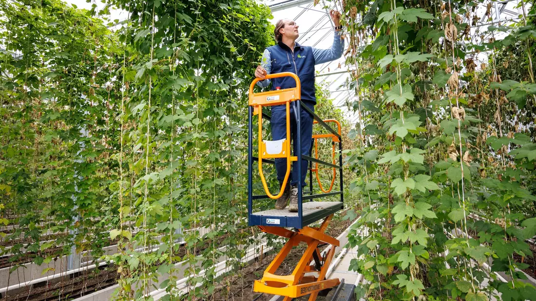Ein Versuchsgewächshaus zur Entwicklung von neuen Hopfensorten im Hopfenforschungszentrum Hüll. - Bild: Matthias Balk/dpa