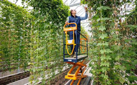 Ein Versuchsgewächshaus zur Entwicklung von neuen Hopfensorten im Hopfenforschungszentrum Hüll. - Foto: Matthias Balk/dpa